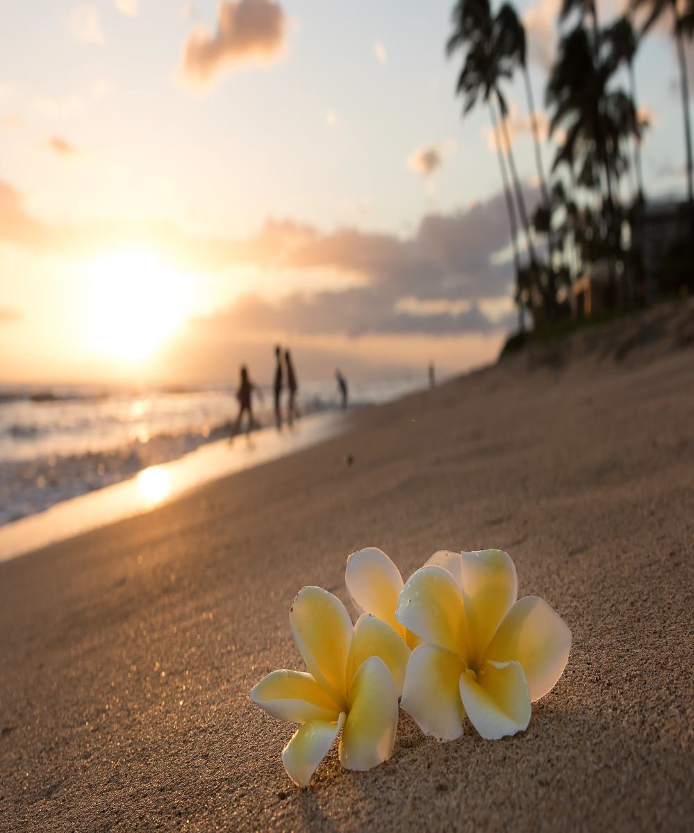 5-day/4-night trip to Maui, HI for winner and one (1) adult guest